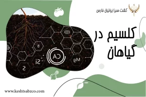 نقش کلسیم در گیاهان